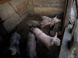 Porci suldei vaccinați și castrați  - imagine 2