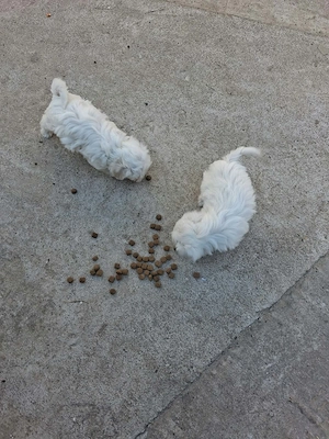 Vând puii  de bichon maltez !  - imagine 3