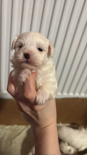 Vând puii  de bichon maltez !  - imagine 4