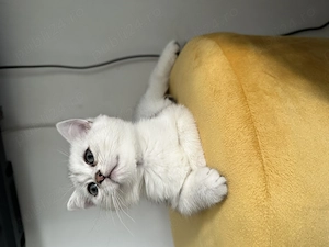 Pui baietel British Shorthair Chinchilla Silver  - imagine 3