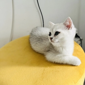 Pui baietel British Shorthair Chinchilla Silver  - imagine 4
