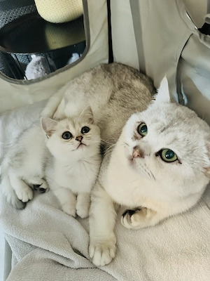 Pui baietel British Shorthair Chinchilla Silver  - imagine 5