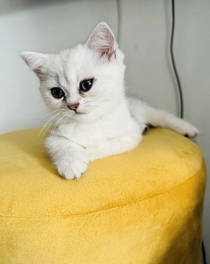 Pui baietel British Shorthair Chinchilla Silver  - imagine 2