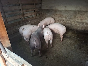 Porci Și Purcei De Vânzare - imagine 2