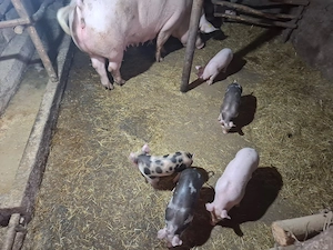 Porci Și Purcei De Vânzare - imagine 4