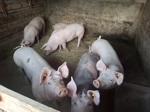 Porci Și Purcei De Vânzare - imagine 3
