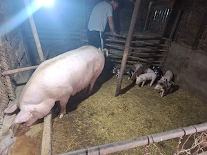 Porci Și Purcei De Vânzare - imagine 5