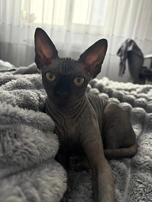 Pisic sphinx 