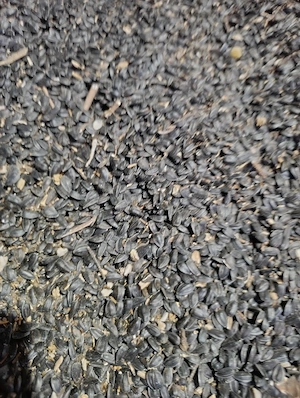 Floarea Soarelui 