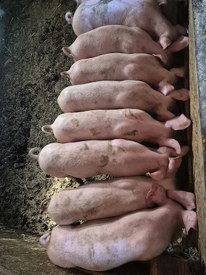 de vanzare purcelusi 35  40 kg  - imagine 3