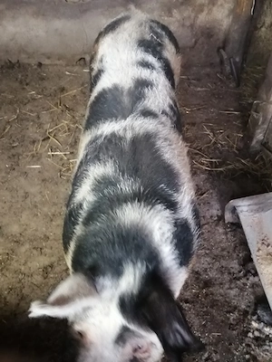 Sctoafa pentru sacrificat 8 lei kilu - imagine 4