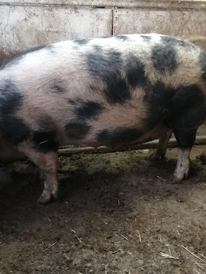 Sctoafa pentru sacrificat 8 lei kilu