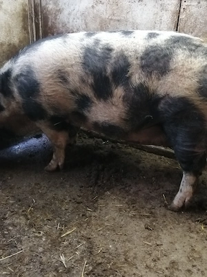 Sctoafa pentru sacrificat 8 lei kilu - imagine 2