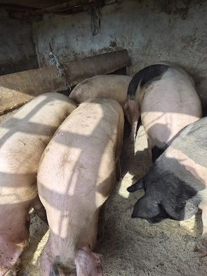 vand porci