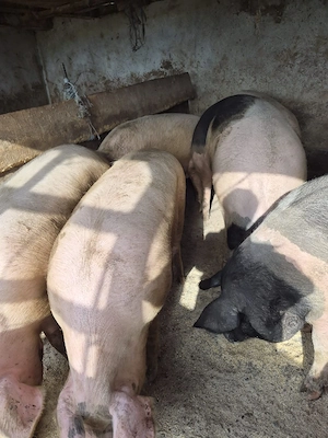 vand porci - imagine 2