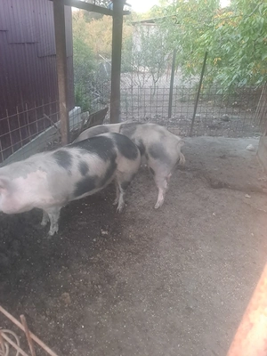 Vand porci de carne - imagine 3