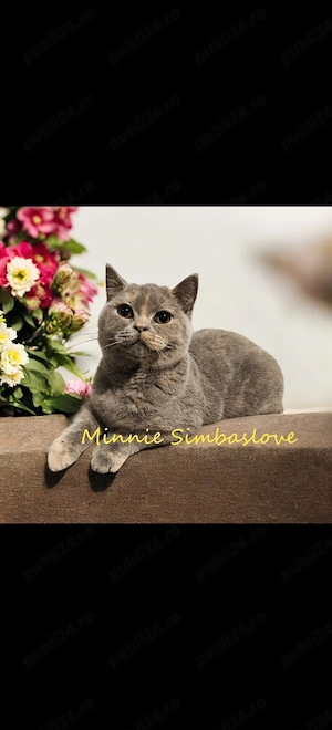 Femela british shorthair  - imagine 2