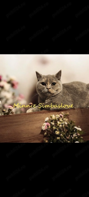 Femela british shorthair  - imagine 3