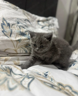 British shorthair blue - imagine 2