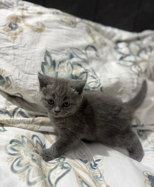 British shorthair blue - imagine 3