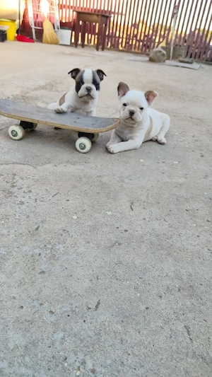 Cățeluși buldog