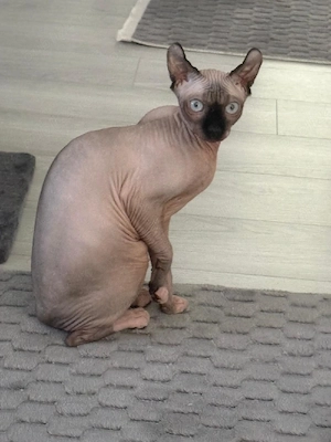Pisica sphynx 