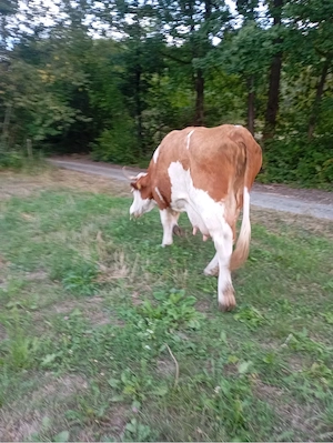 Vand vaca montata