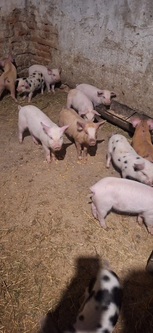 Vând purcei , raza petrean cu duroc  - imagine 4
