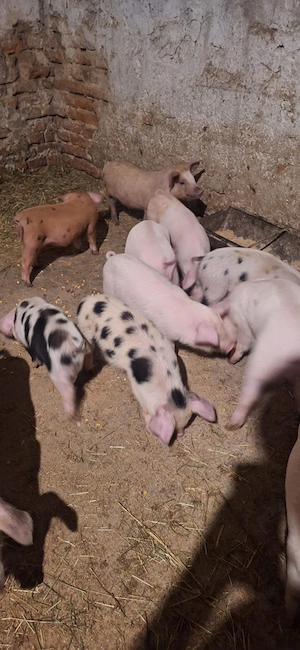 Vând purcei , raza petrean cu duroc  - imagine 3