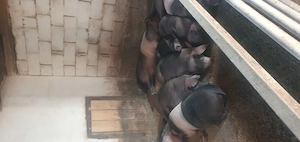 Vând porci pentru Crăciun crecuti bio marele alb și bazna.telefon   sau  - imagine 3