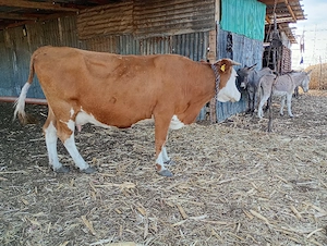 vand vaca cu vițea de 2 luni jumate  - imagine 2