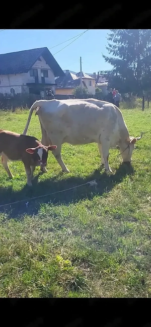 vand vaca de tinut cu tauras 9500 lei negociabil