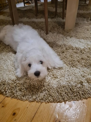 Bichon maltez Jucăuș,plin de energie.Doresc stăpân iubitor și responsabil - imagine 4