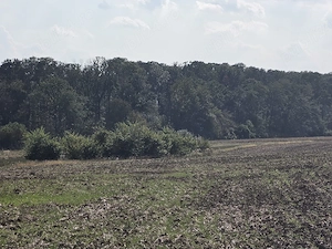 De vânzare teren intravilan 6.100 m2   Lipia (Gruiu)  Deschidere 22 m | Lângă pădure, utilități - imagine 2
