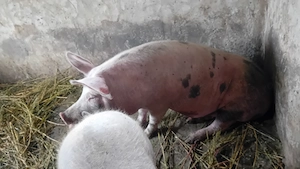 Scroafa de 1 an si 1 luna la prima fătare( gestanta) - imagine 2