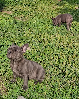 Pui de buldog francez cu pedigree  - imagine 3