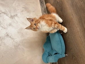 Pui femela Maine Coon Pedigree - imagine 4
