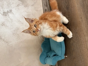 Pui femela Maine Coon Pedigree