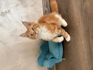 Pui femela Maine Coon Pedigree - imagine 5