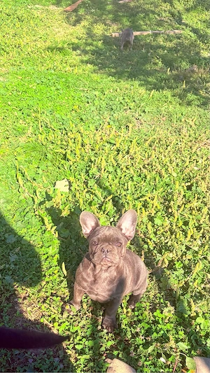 Pui de buldog francez cu pedigree  - imagine 2