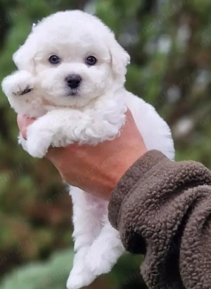 Pudel Barboncino Caniche alb - imagine 2