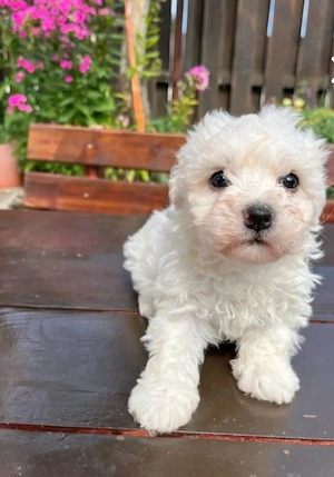 Pudel Barboncino Caniche alb - imagine 3