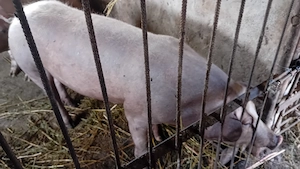 Scroafa gestanta,urmează prima fătare, de q an si 1 luna!  Montata pe 21 iulie - imagine 2