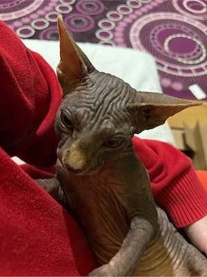 Motan sphinx persan