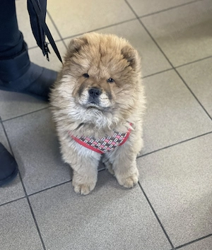 Chow chow rasa pura alb negru maro
