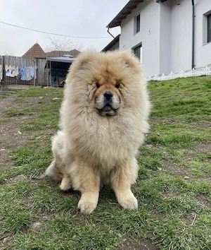Chow chow rasa pura alb negru maro - imagine 4
