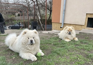 Chow chow rasa pura alb negru maro - imagine 3