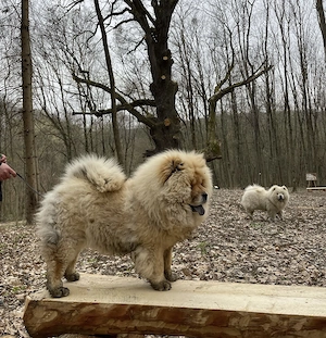 Chow chow rasa pura alb negru maro - imagine 2