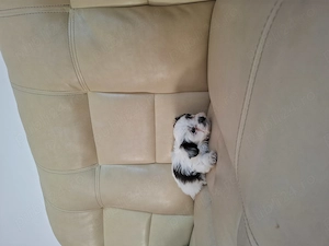 Vând pui bichon havanez  - imagine 5