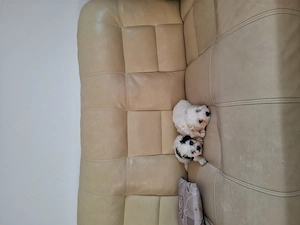 Vând pui bichon havanez  - imagine 4